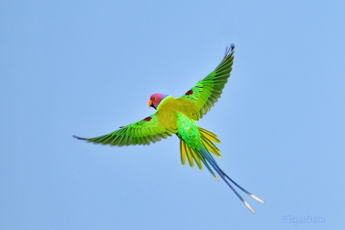 Plum-headed Parakeet - ML397107721