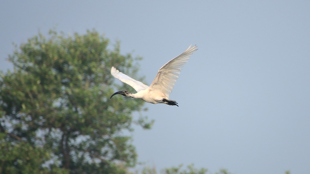 ibis černohlavý - ML397112751