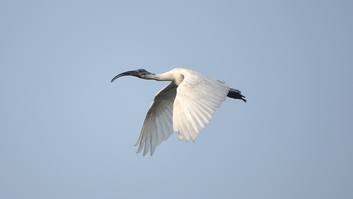 ibis černohlavý - ML397112761