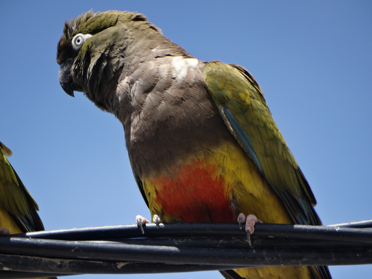 Скальный попугай (patagonus/conlara) - ML397115591