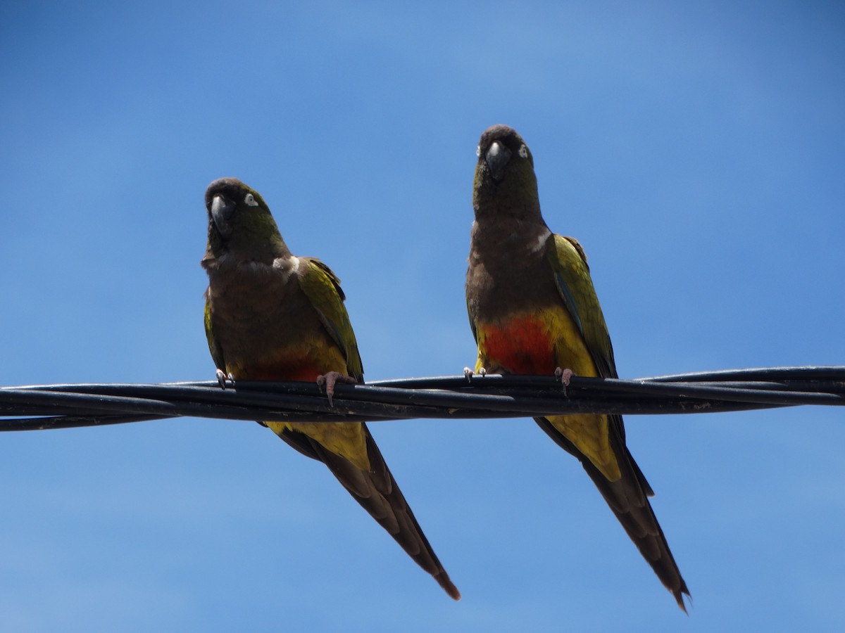 Скальный попугай (patagonus/conlara) - ML397115661