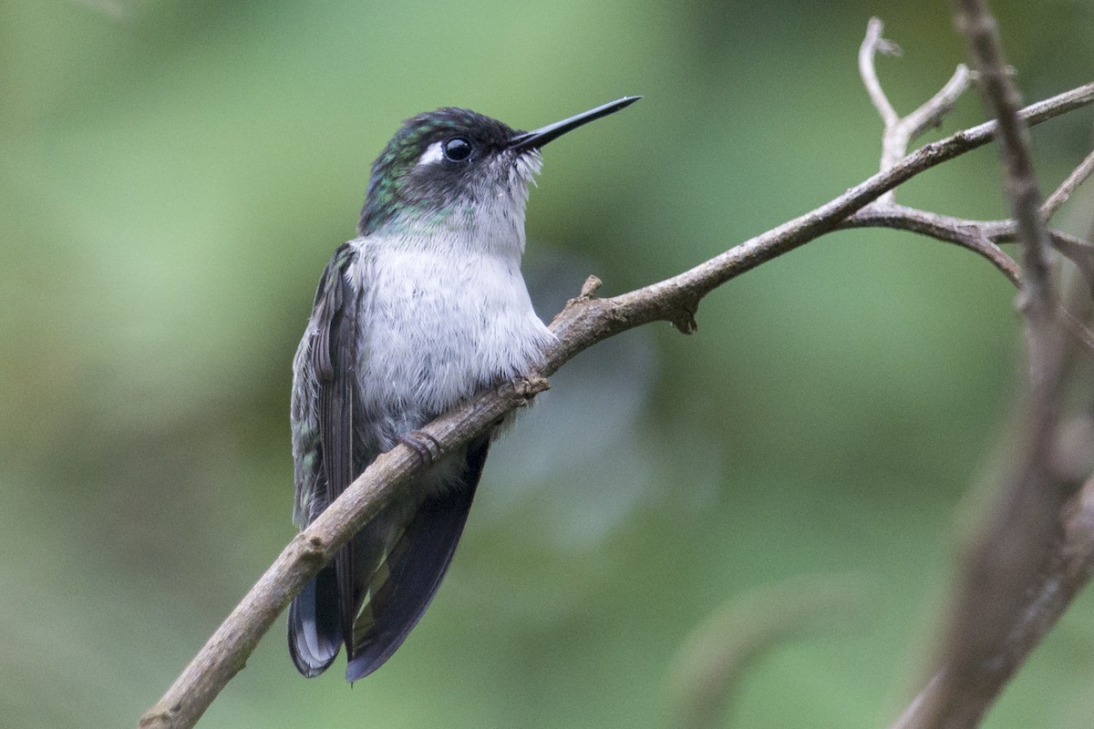 Violet-headed Hummingbird - Oswaldo Hernández Sánchez