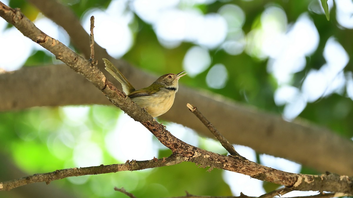 Common Tailorbird - xiwen CHEN