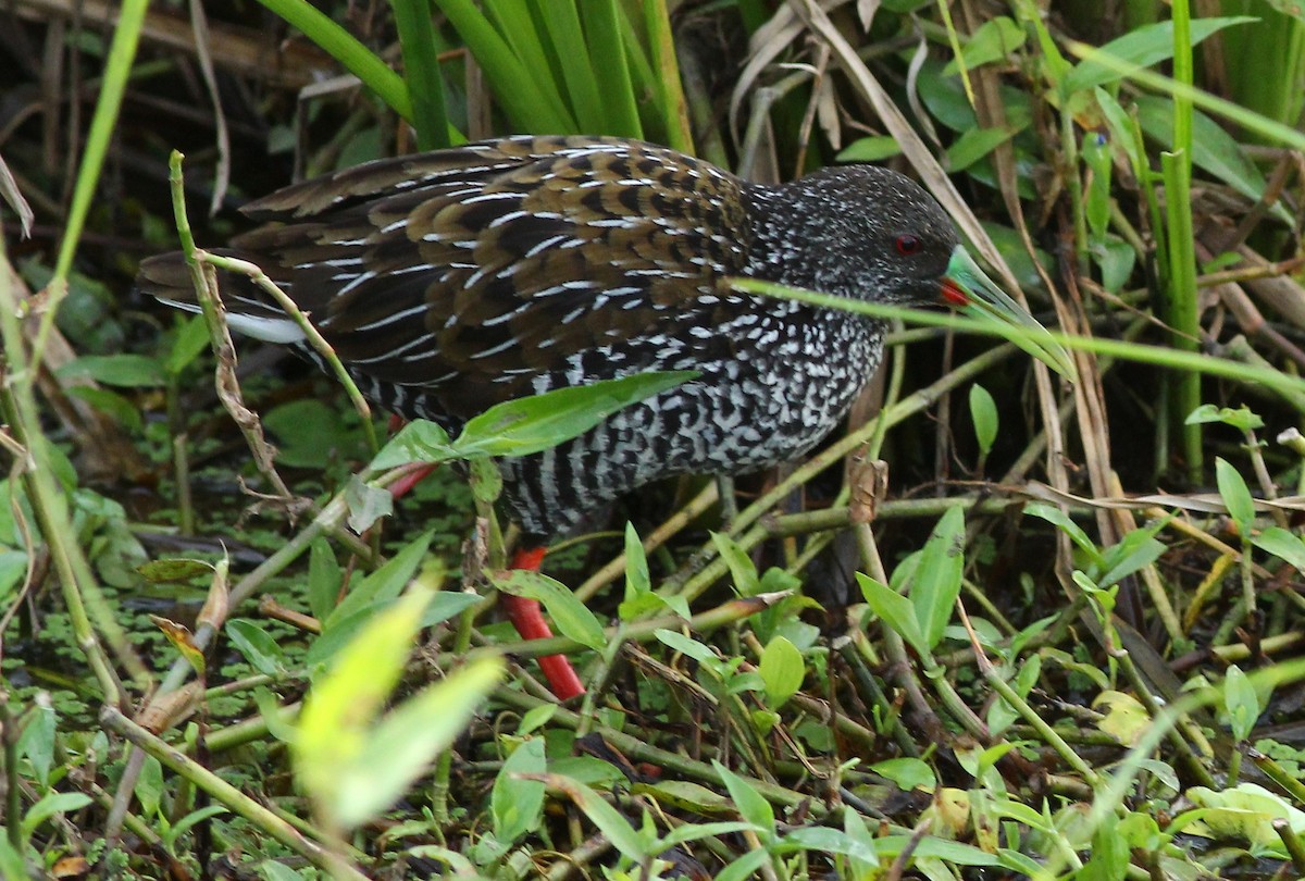 Spotted Rail - Lee Harding