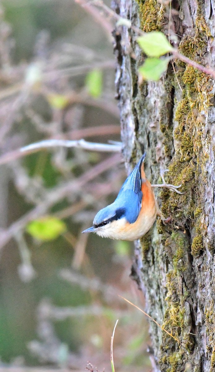 White-tailed Nuthatch - ML397120211