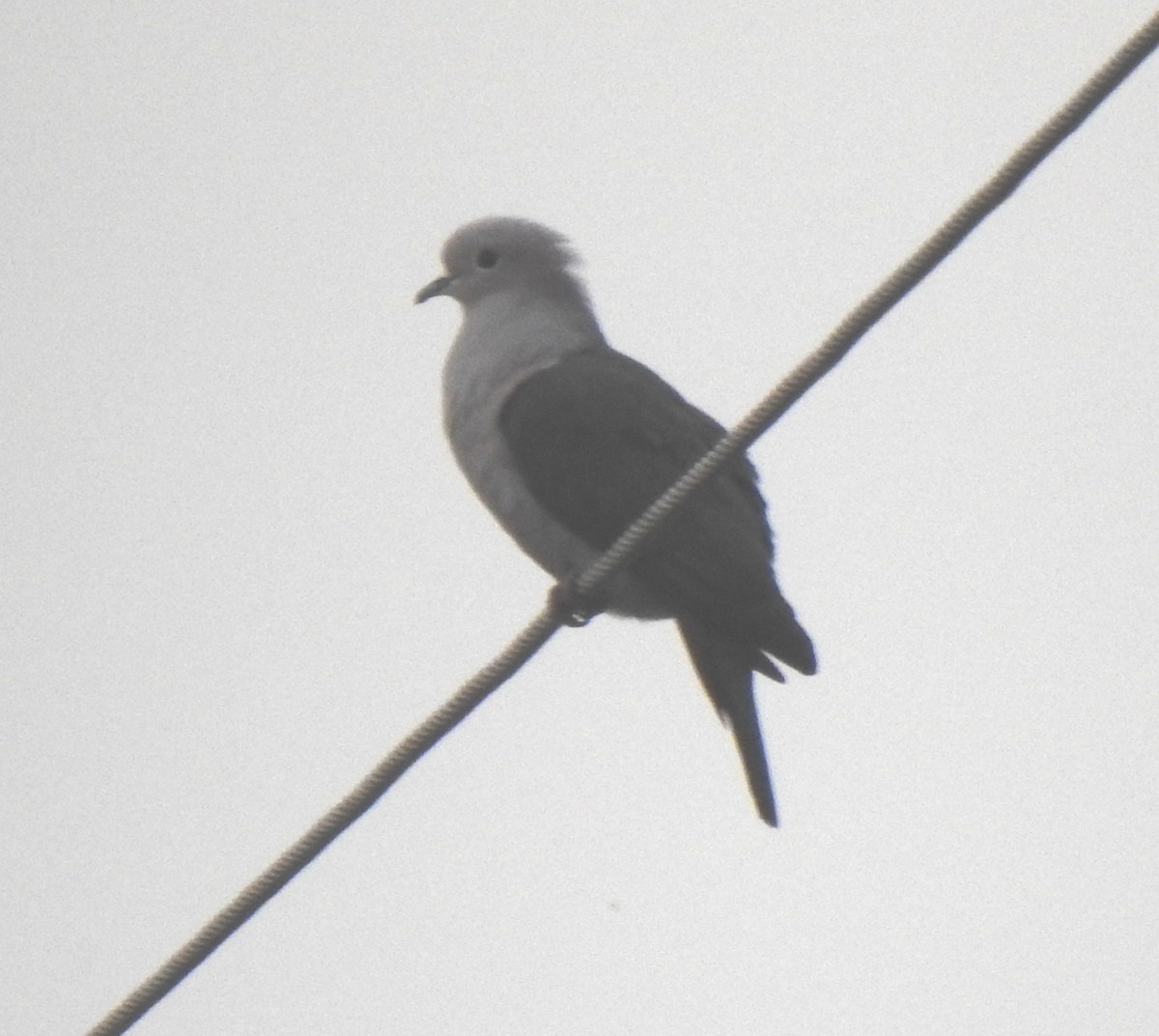 Green Imperial-Pigeon (Green) - ML397120401