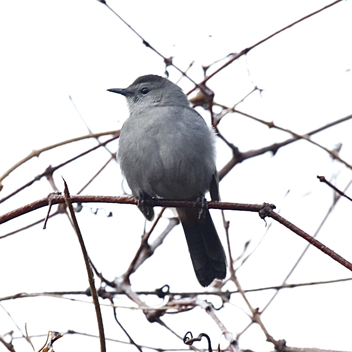 Gray Catbird - ML397121711