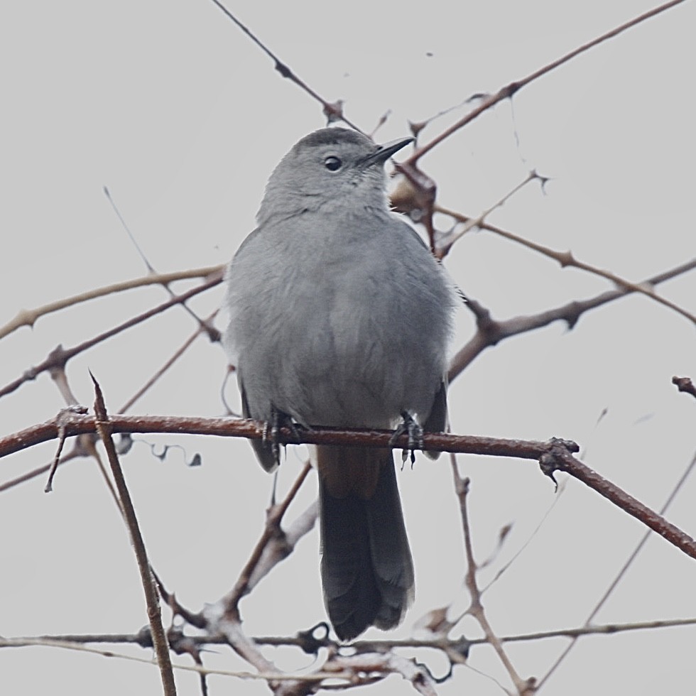 Gray Catbird - ML397121731