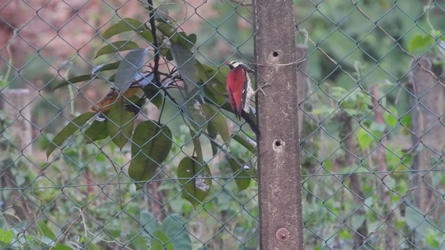 Red-backed Flameback - ML397122041