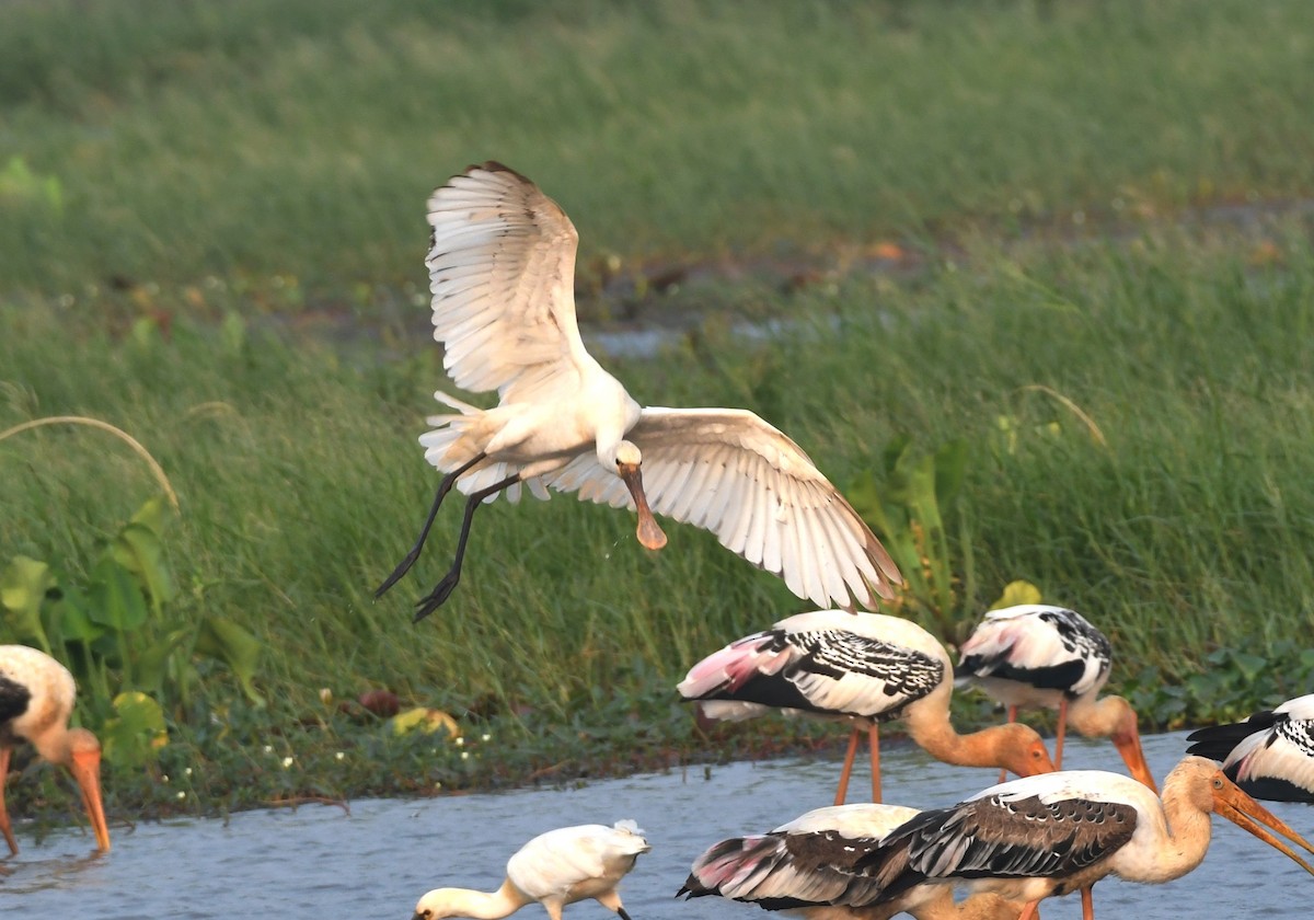 Eurasian Spoonbill - mathew thekkethala