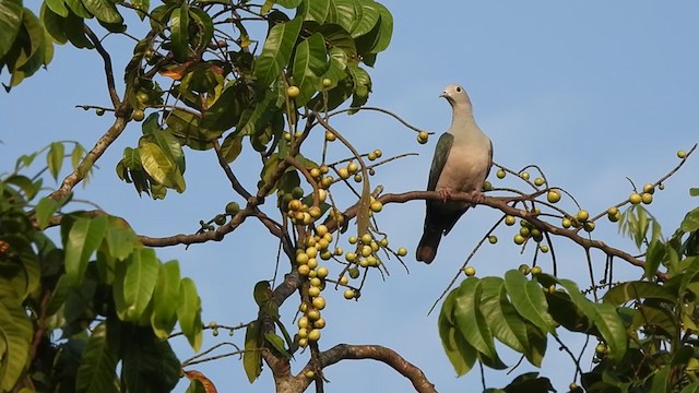 Green Imperial-Pigeon (Green) - ML397123001