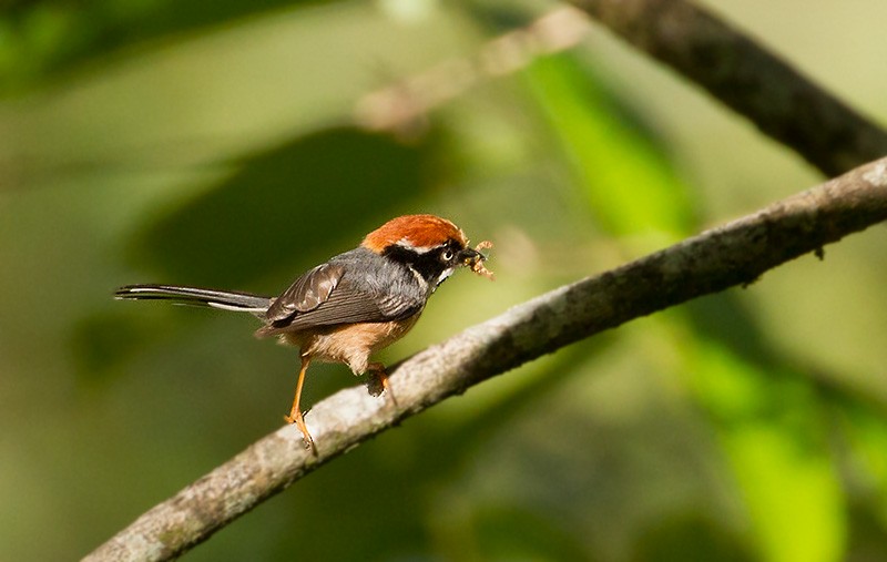 Black-throated Tit (Red-headed) - ML397123601