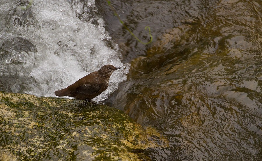 Brown Dipper - ML397124221