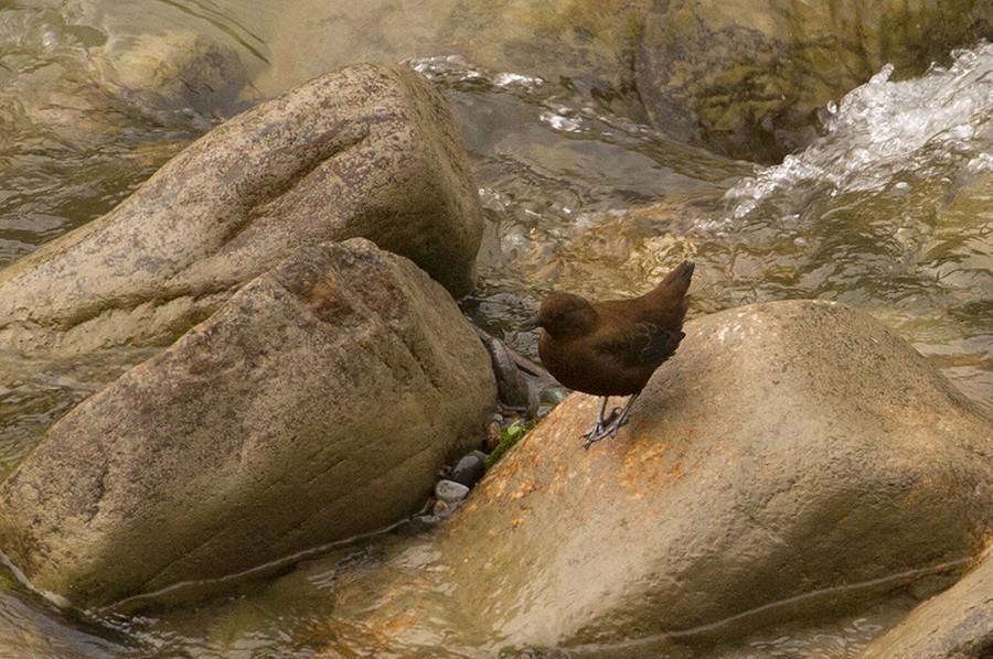 Brown Dipper - ML397124231