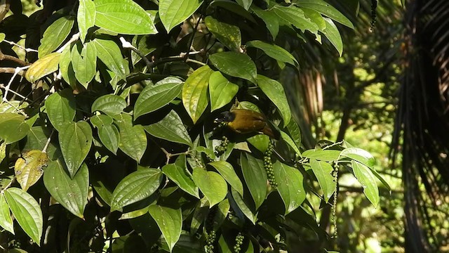 Black-capped Bulbul - ML397124831