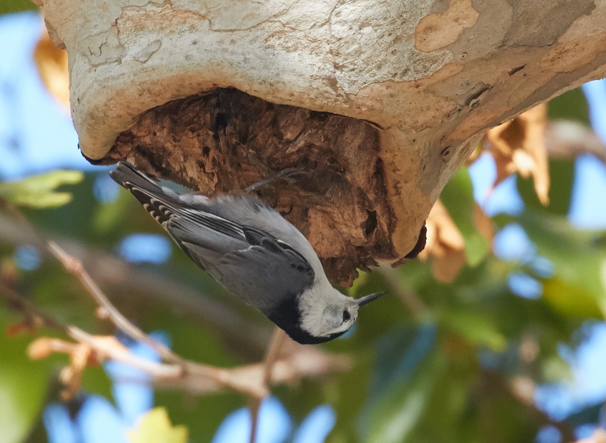 White-breasted Nuthatch - Brooke Miller