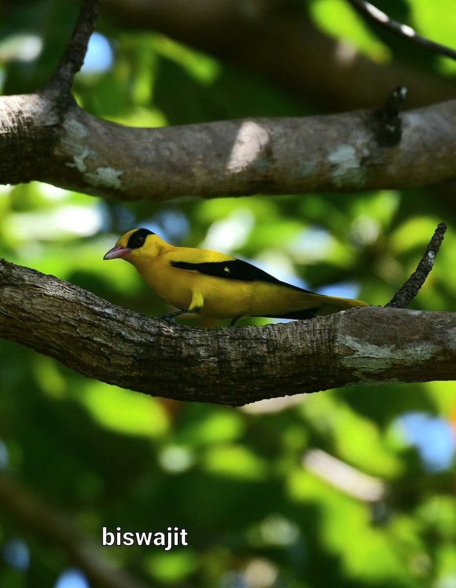 Black-naped Oriole - ML397126871