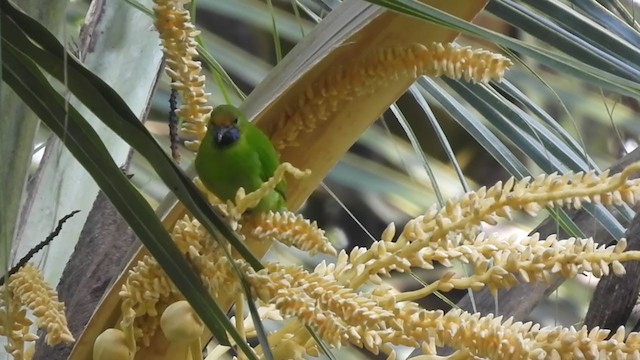 Golden-fronted Leafbird - ML397128301