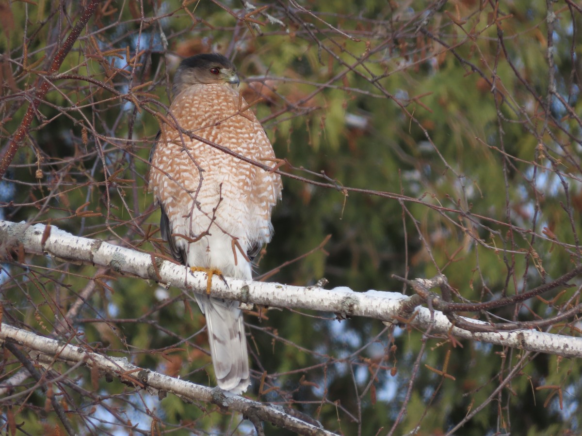 Cooper's Hawk - ML397130951