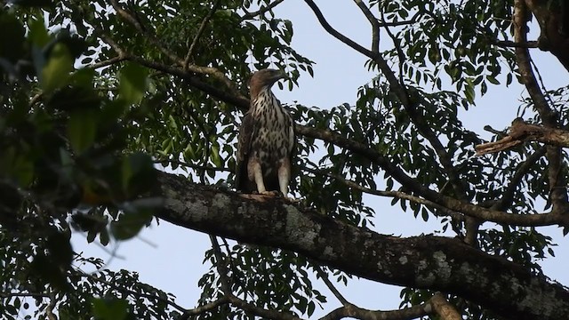 Изменчивый хохлатый орёл (cirrhatus/ceylanensis) - ML397133001