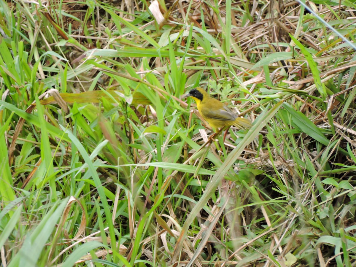 Olive-crowned Yellowthroat - ML39713341
