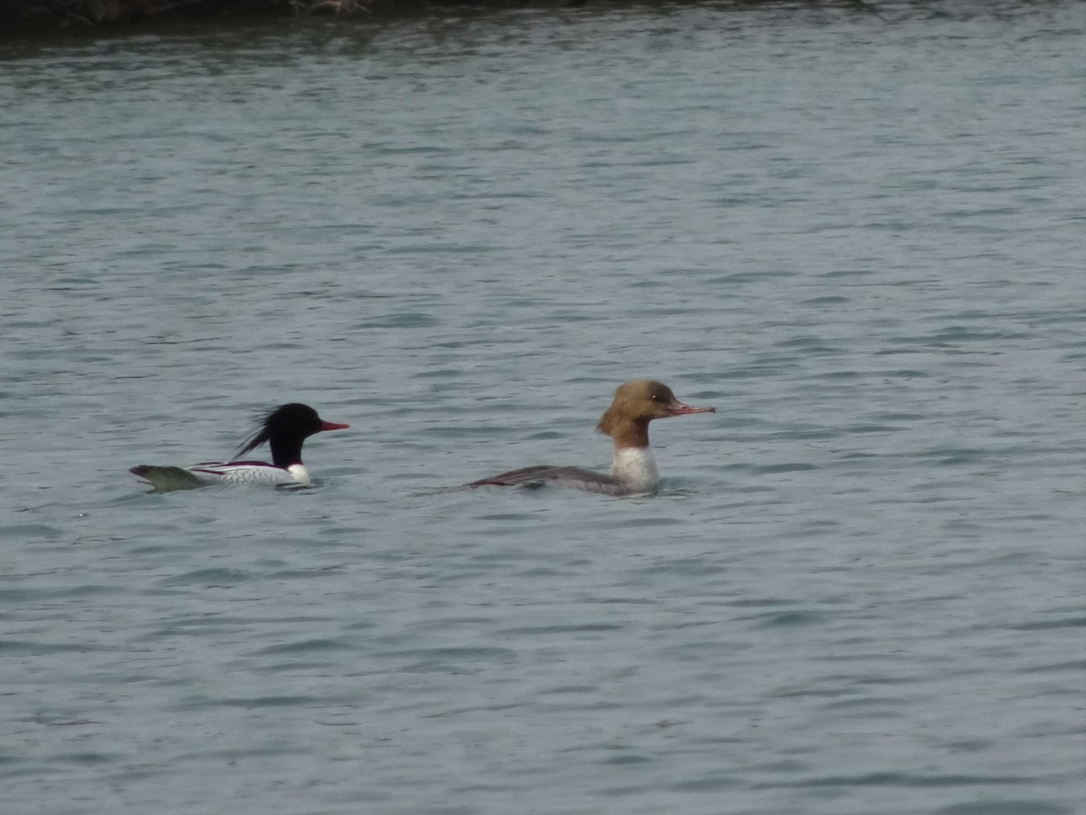 Common Merganser (Eurasian) - ML397133831