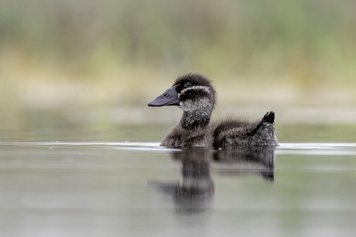 White-headed Duck - ML397133961