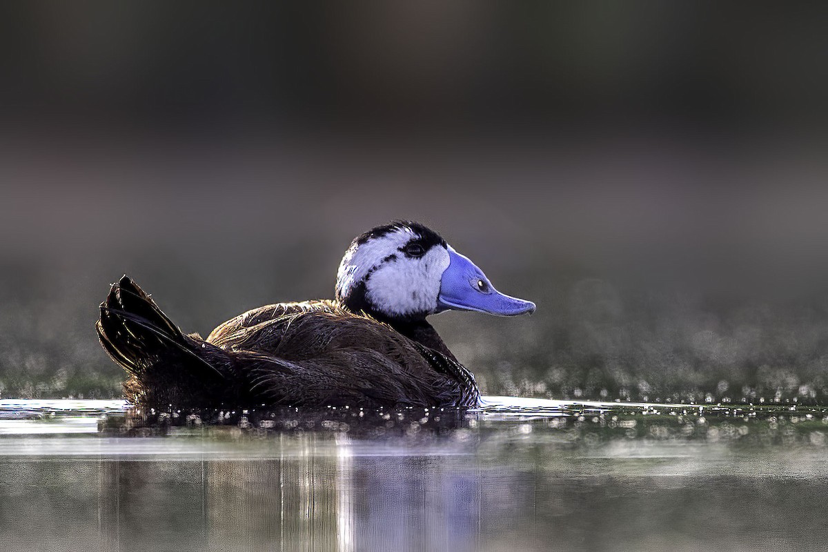 White-headed Duck - ML397133981
