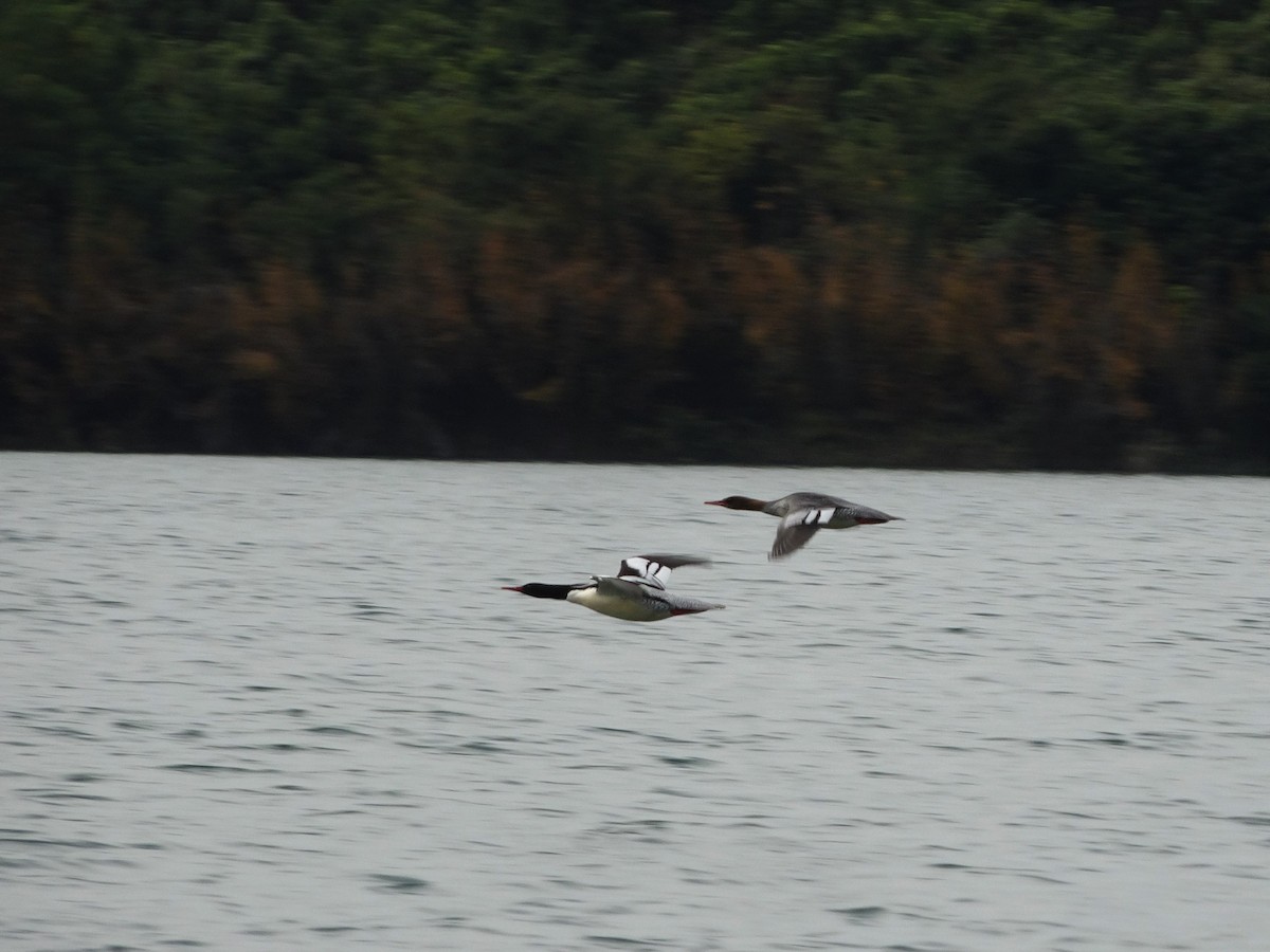 Scaly-sided Merganser - ML397134011