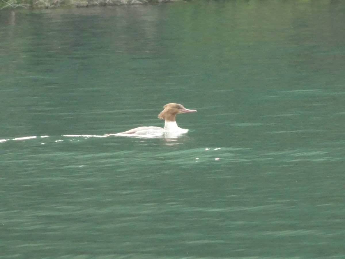 Common Merganser (Eurasian) - ML397134021