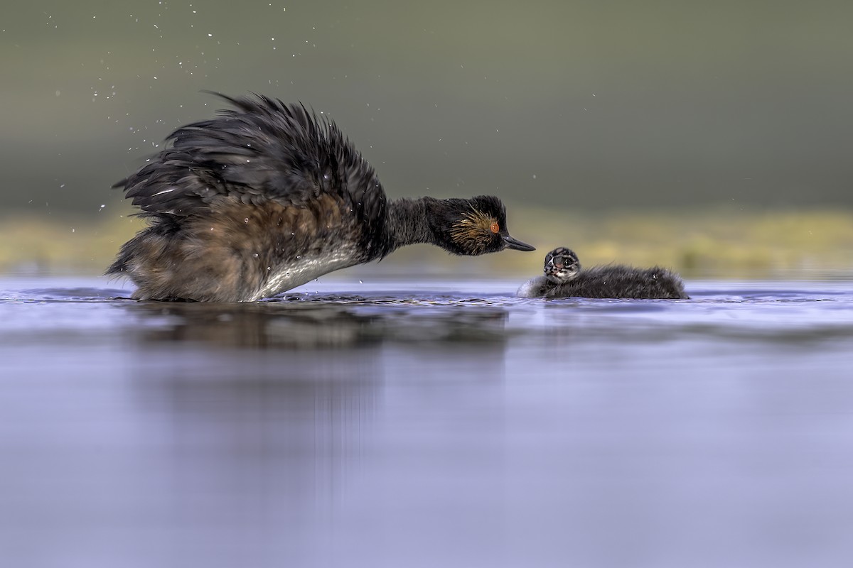 Eared Grebe - ML397134081