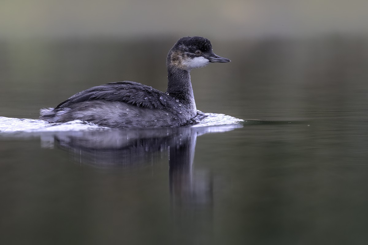 Eared Grebe - ML397134091