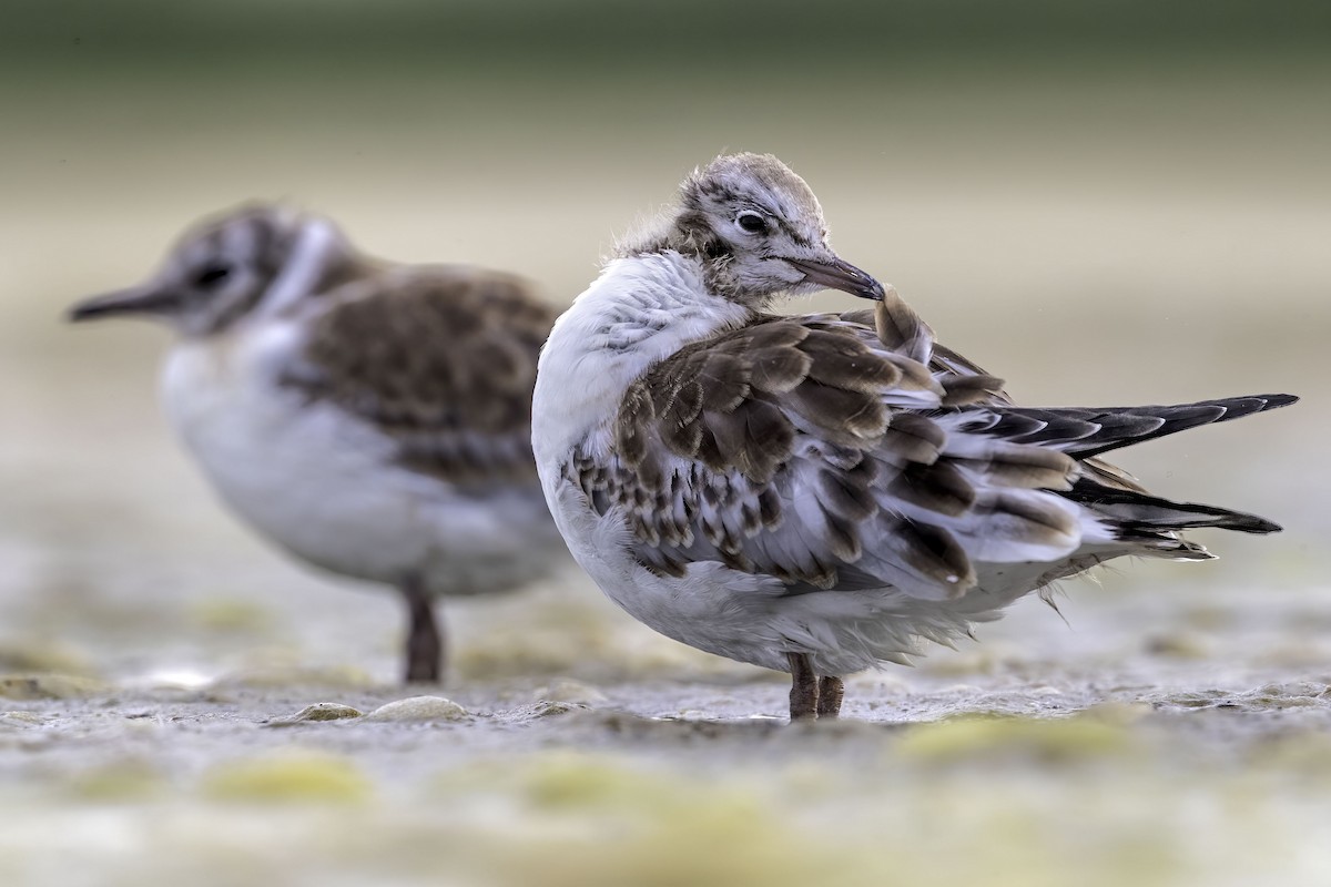 Black-headed Gull - ML397134121