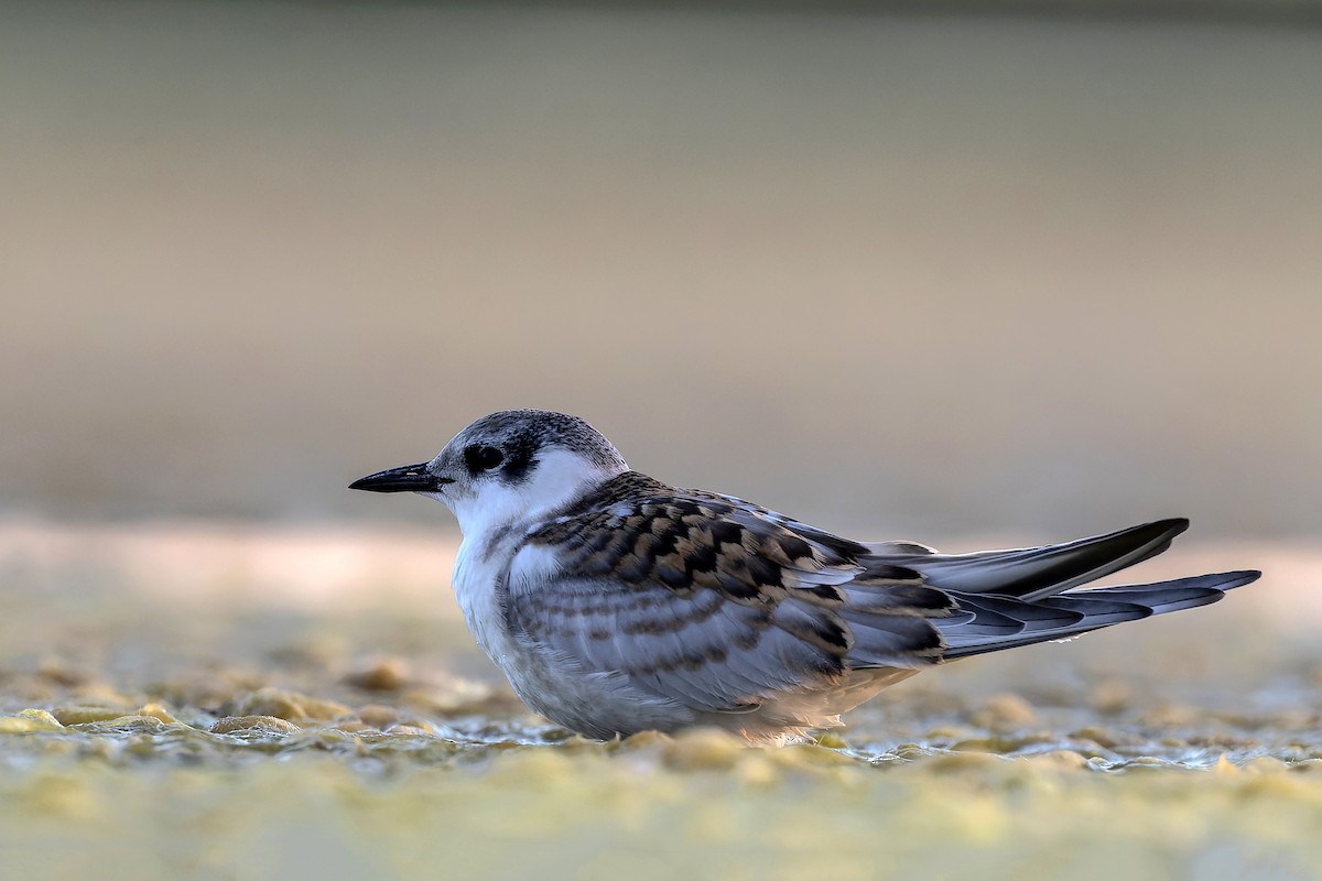 Whiskered Tern - ML397134151