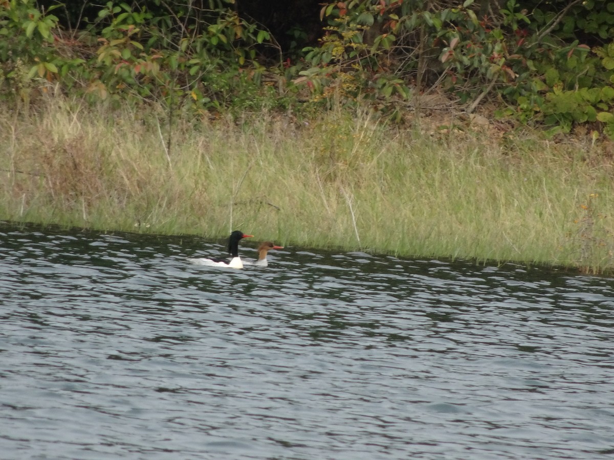 Scaly-sided Merganser - ML397134211