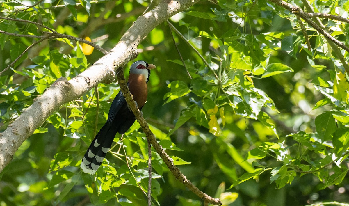 Scale-feathered Malkoha - Forest Botial-Jarvis