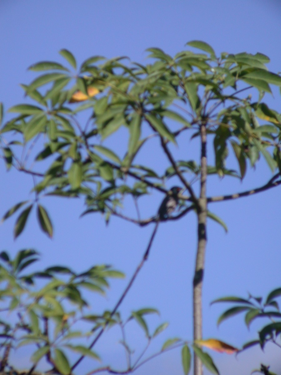 Hooded Treepie - ML397135641