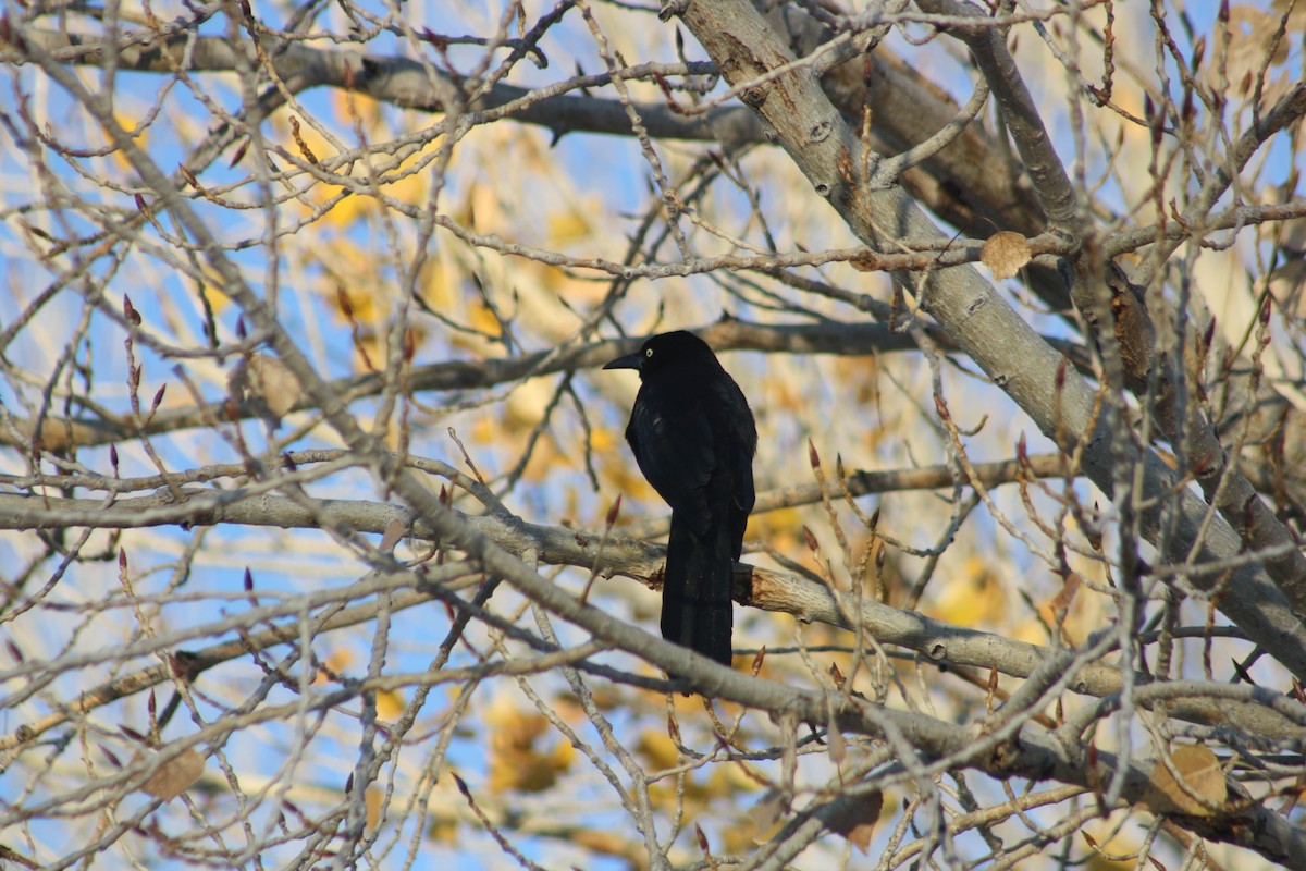 Great-tailed Grackle - Camden Bruner