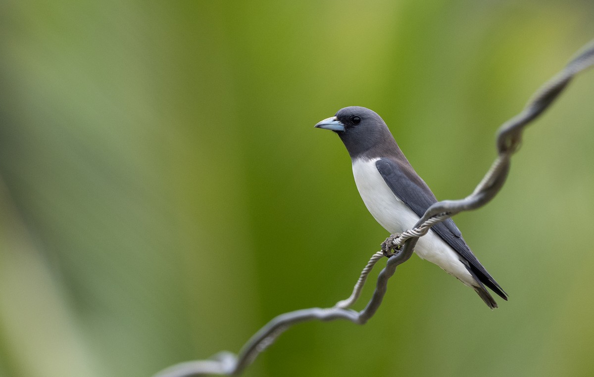 White-breasted Woodswallow - Forest Botial-Jarvis