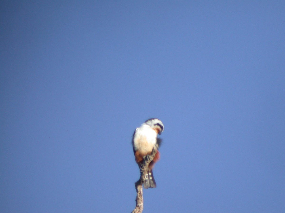 Falconete Acollarado - ML397137241