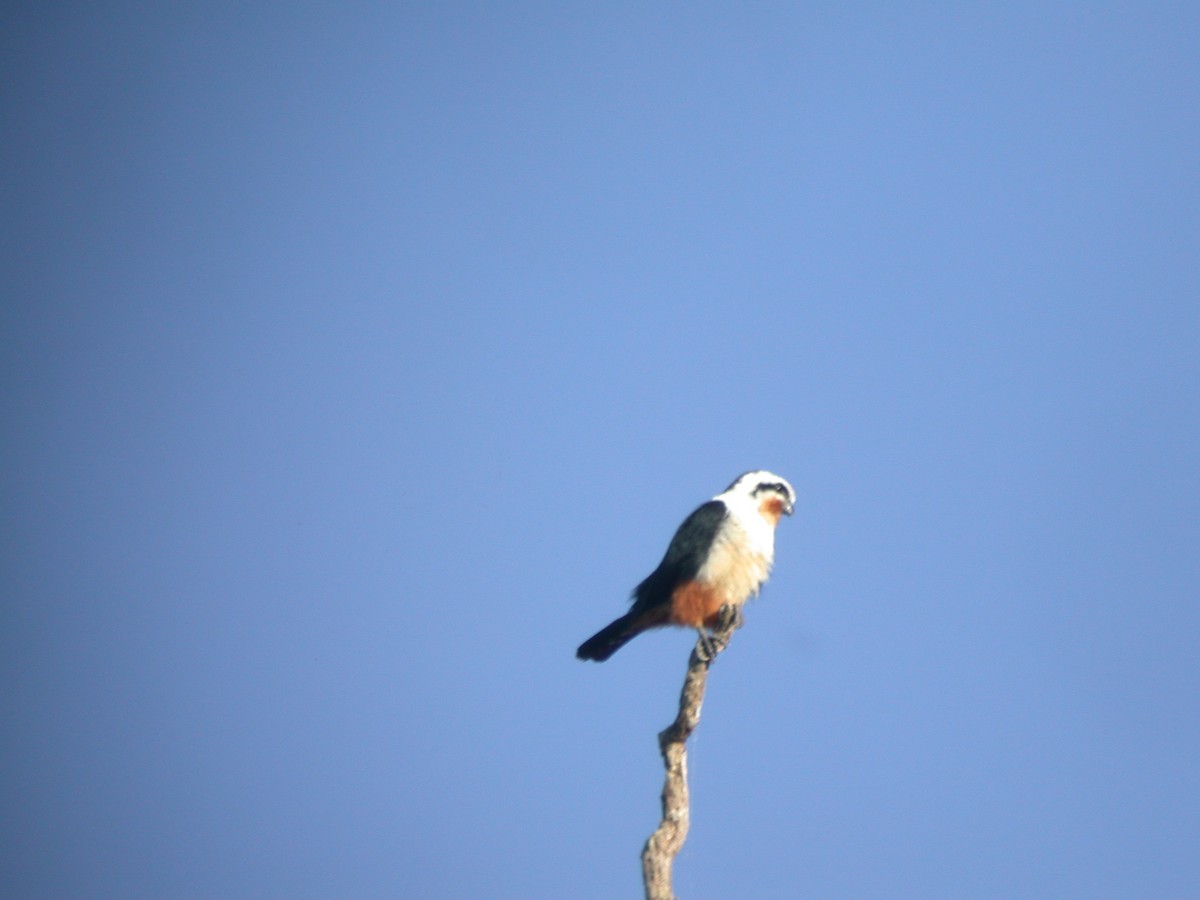 Falconete Acollarado - ML397137251