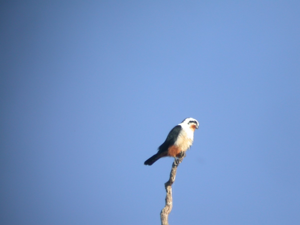 Collared Falconet - ML397137251