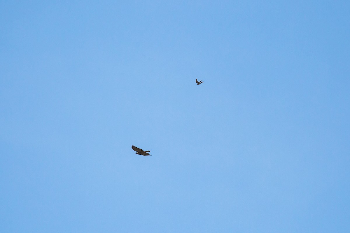Red-tailed Hawk - ML397138851