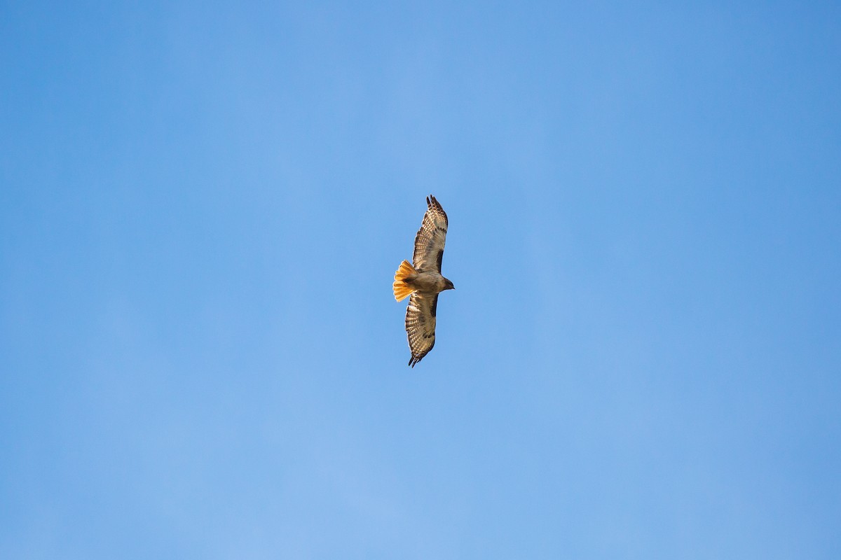 Red-tailed Hawk - ML397138871