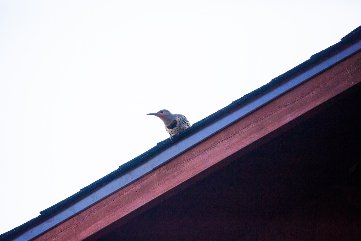 Northern Flicker - ML397139161