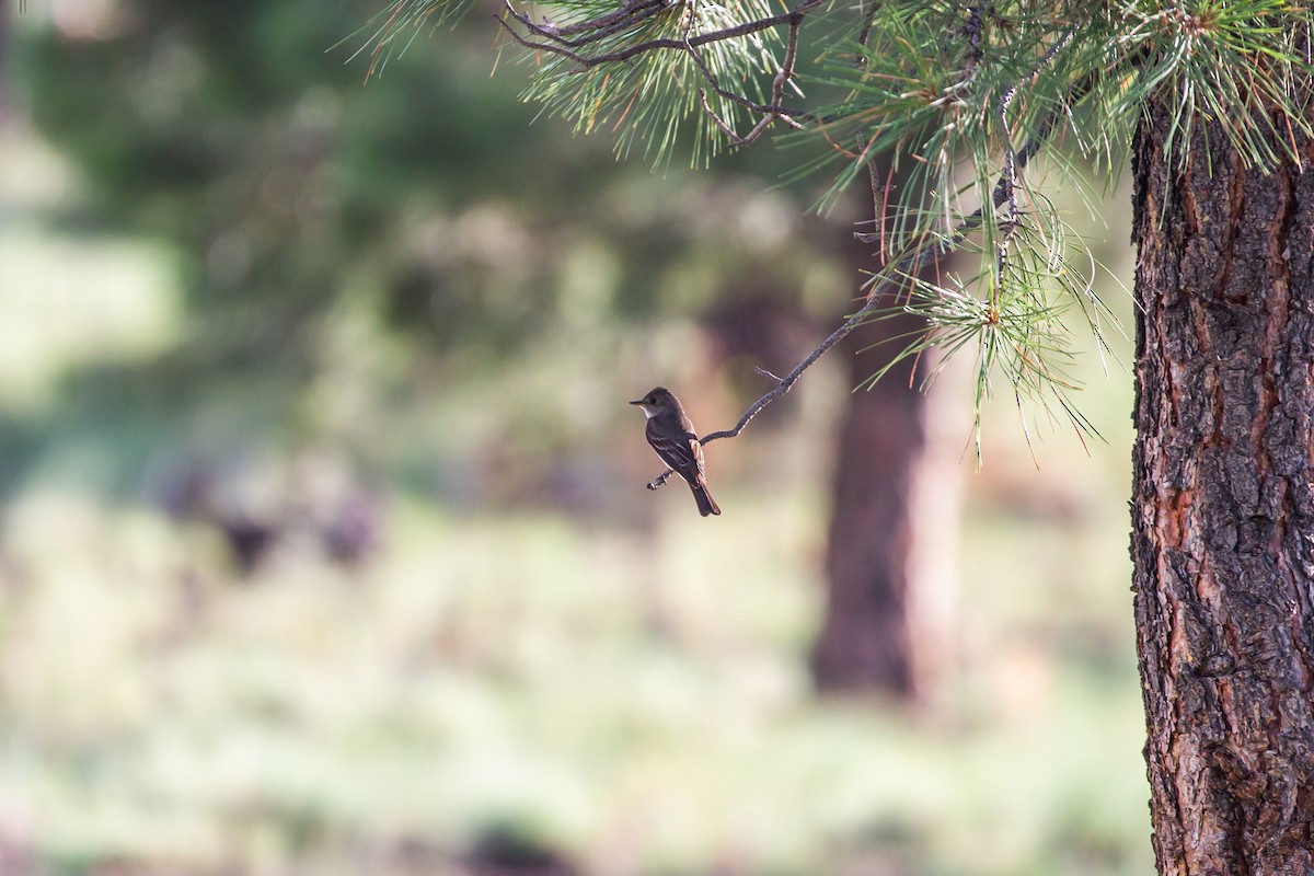 Willow Flycatcher - ML397139441