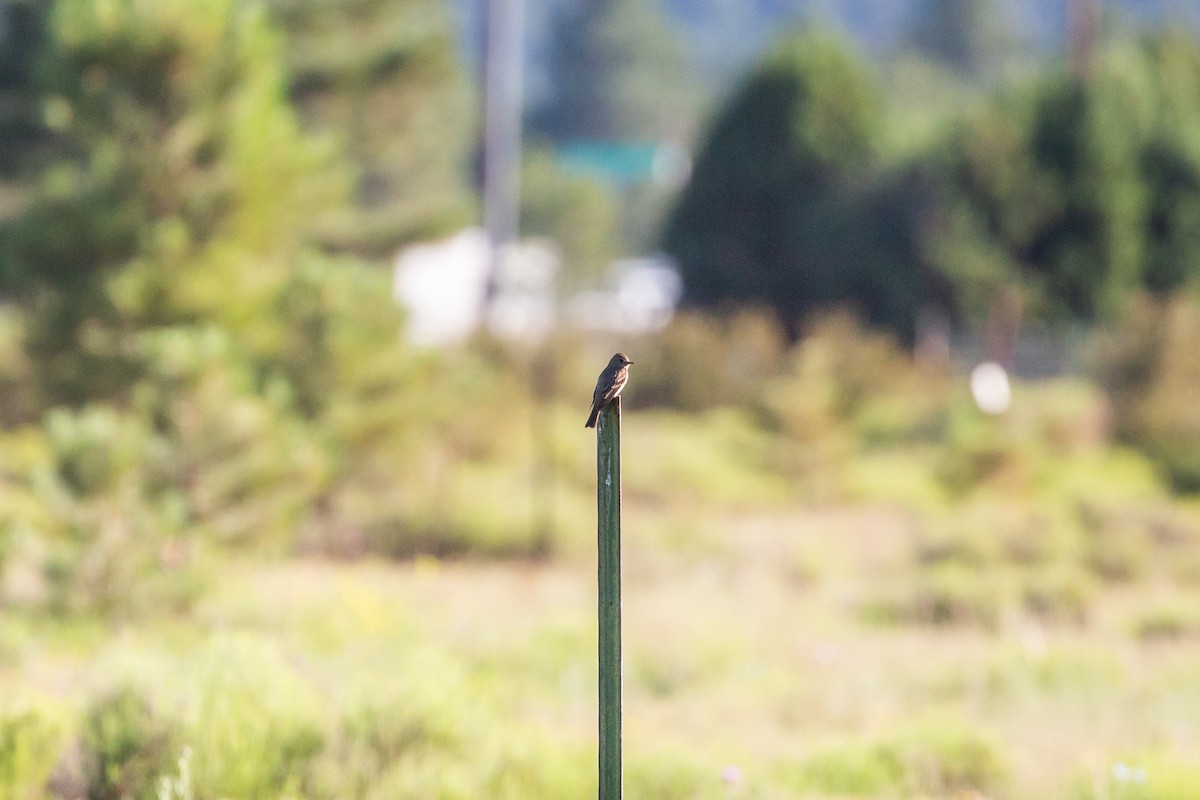 Say's Phoebe - ML397139521
