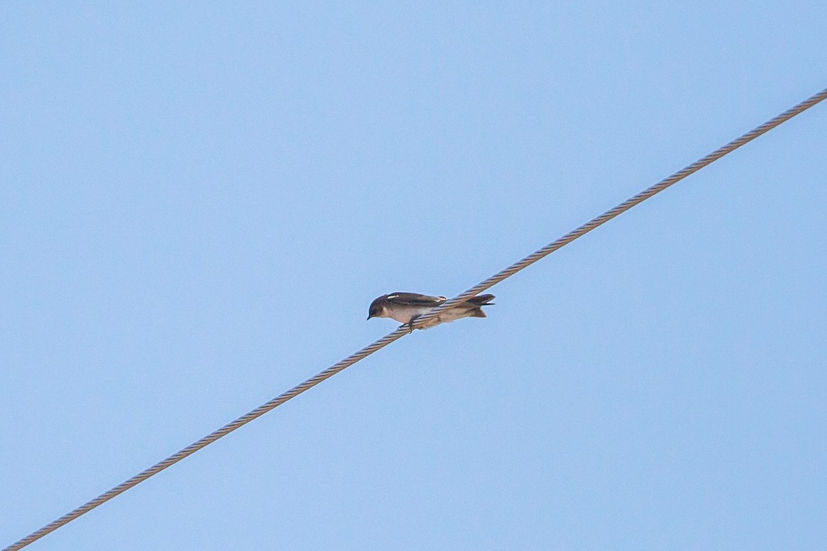 Tree Swallow - ML397139551