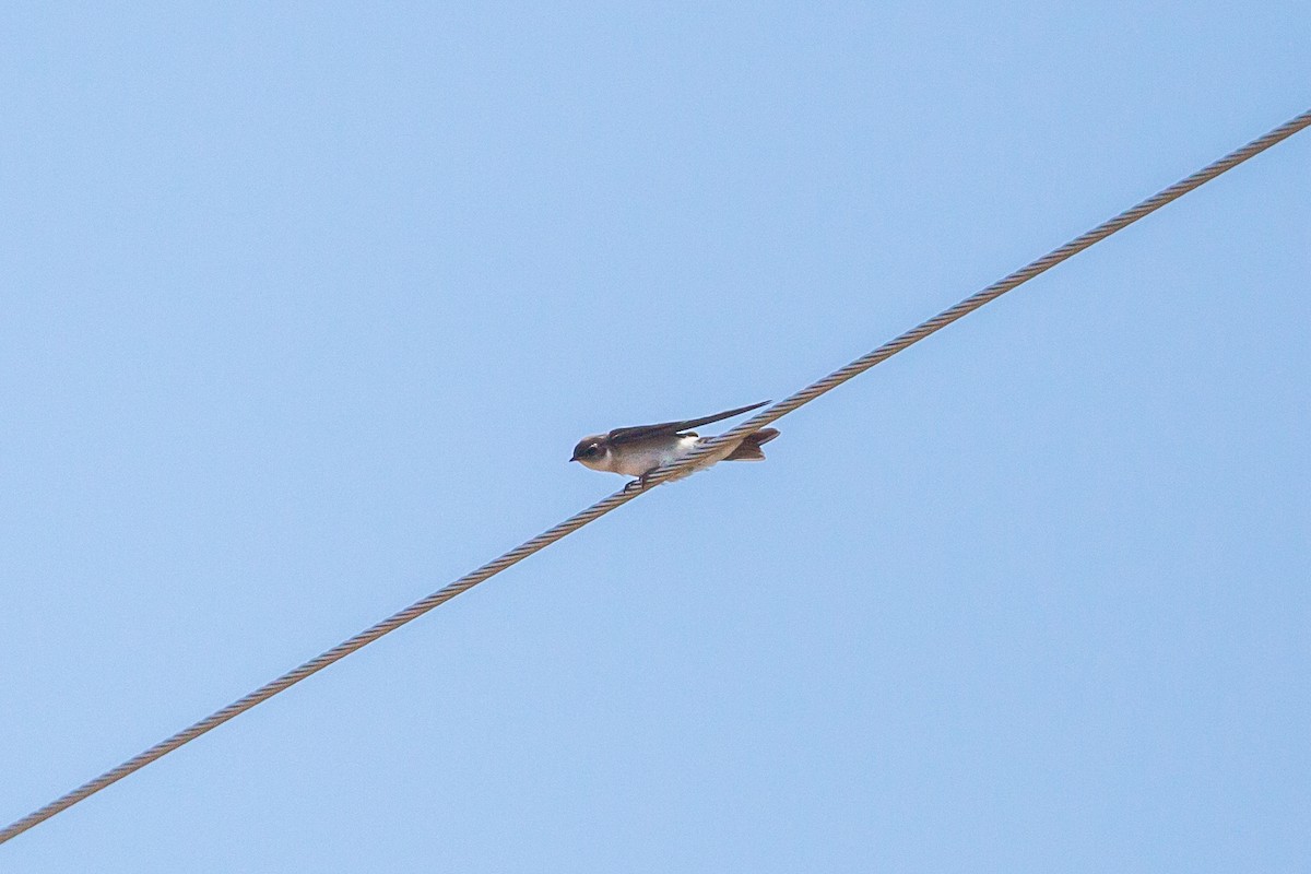 Tree Swallow - ML397139561