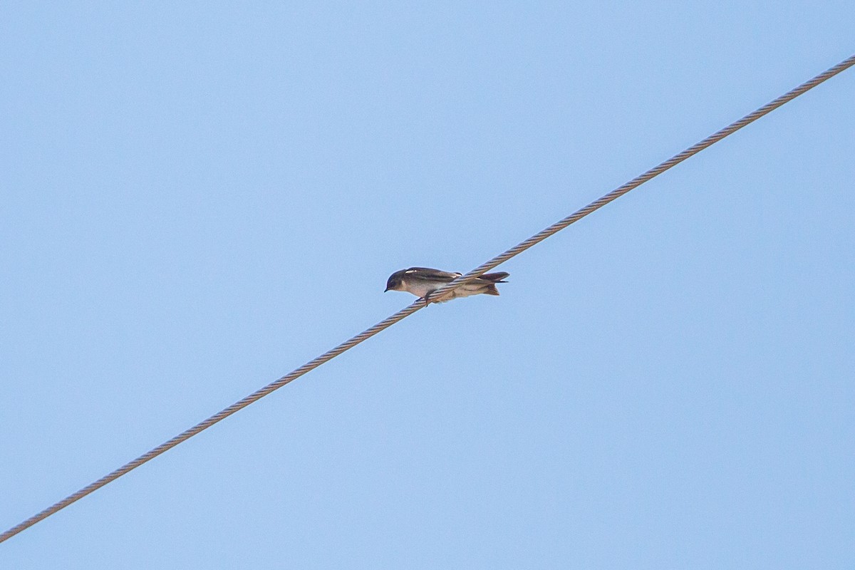 Tree Swallow - ML397139571
